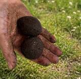 「【イベント】TOKYO PARK GARDEN AWARDガーデンフェスティバル ＠夢の島公園 5/4（月・祝）開催！」の画像4