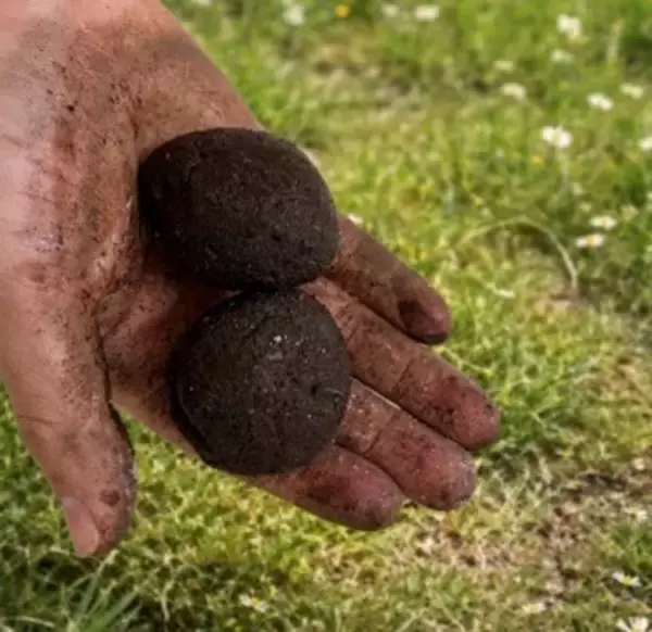 「【イベント】TOKYO PARK GARDEN AWARDガーデンフェスティバル ＠夢の島公園 5/4（月・祝）開催！」の画像