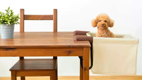 食事中の“抱っこ負担”を軽減。愛犬・愛猫のための『肉球アームのペットチェア　Chocorin』誕生