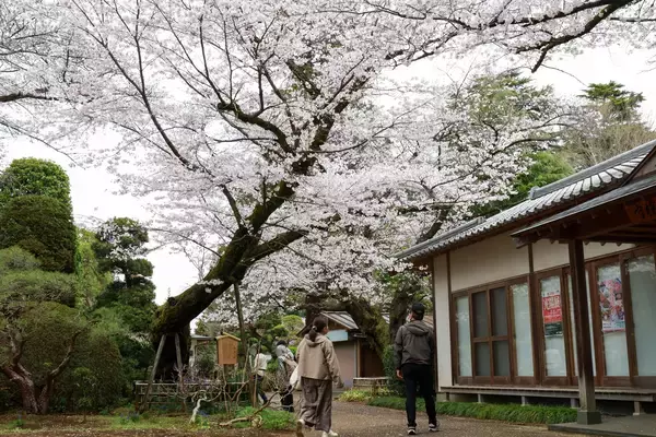 「【清水公園】さくらまつり2026開催中！桜の見ごろ近づく」の画像