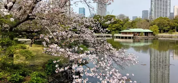 「浜離宮恩賜庭園「一般開園80周年記念事業」第一弾」の画像