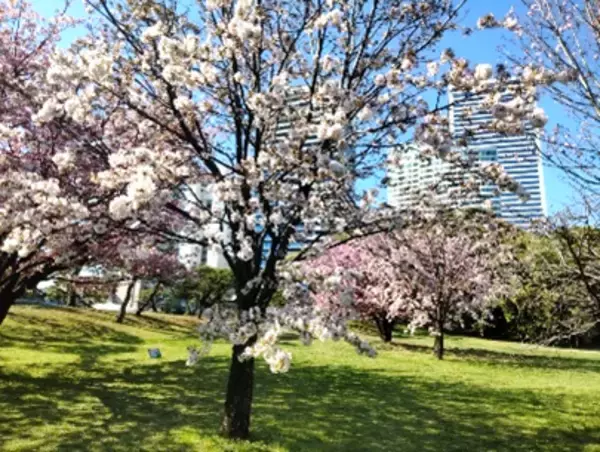 「浜離宮恩賜庭園「一般開園80周年記念事業」第一弾」の画像