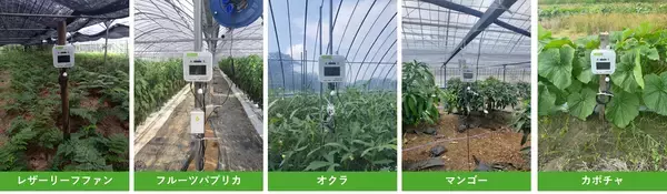 鹿児島県南種子町でのIoT農業支援を展開　農業AI/IoTソリューション「e-kakashi」導入で収穫量倍増の成果も