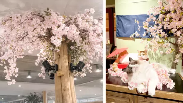 「「春の動物お花見フェス開催！」　次世代都市型ふれあい動物園「Animeal(アニミル)」にて季節限定の体験型イベントを実施します！」の画像