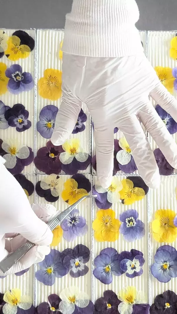 「お中元・サマーギフトにぴったり！ヘルシーで見た目もかわいい「ビオラ＆果物のレアチーズケーキ」7月より販促強化を実施」の画像