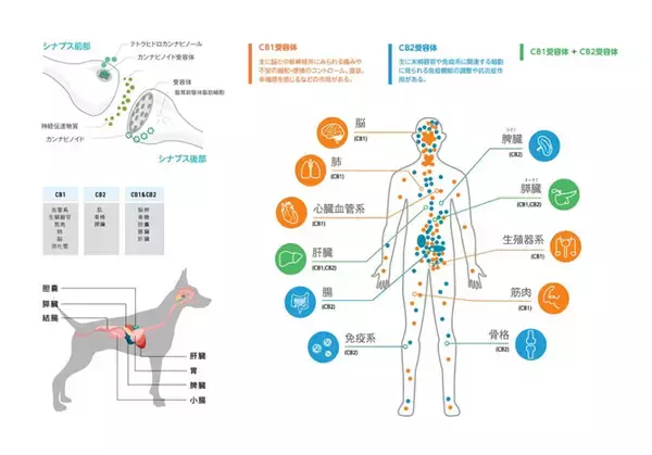 「シニアが開発した健康サプリ「CBD」の予約先行販売を開始　昨年9月に話題になったCBDを安心で安全な健康サプリとして開発！」の画像