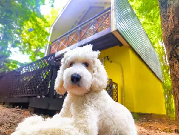 平日だけの、特別な滞在を　Mimoza Retreat NASU平日限定「愛犬リトリートプラン」を発売