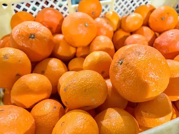 【長崎・地域連携】規格外の希少かんきつを活用した「ながさきジェラート」を本格展開