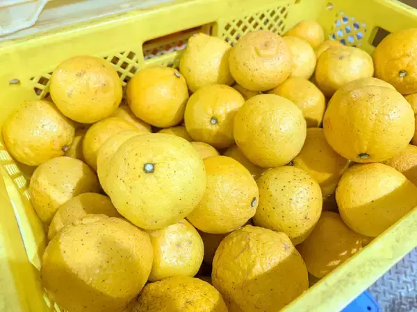 「【長崎・地域連携】規格外の希少かんきつを活用した「ながさきジェラート」を本格展開」の画像