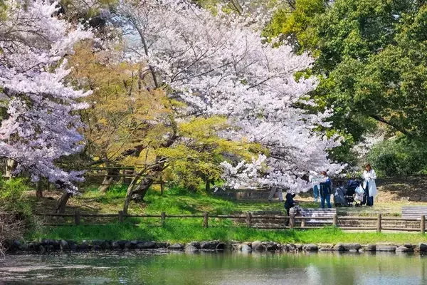 「明石公園の桜シーズン限定、総料理長監修「TTT花見弁当」3月21日より販売開始」の画像