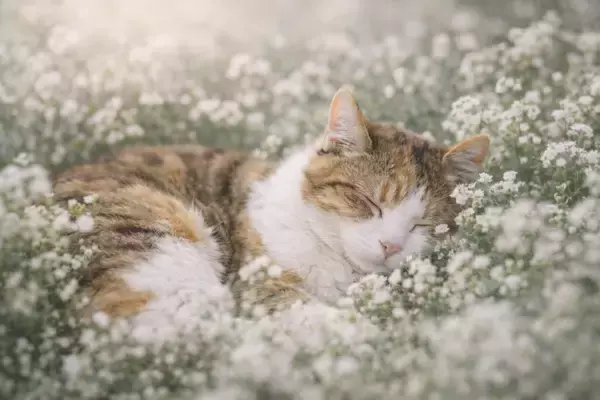 「ペットロスの理解されにくい悲しみに寄り添うオンラインの音楽プログラムが2026年4月開始」の画像