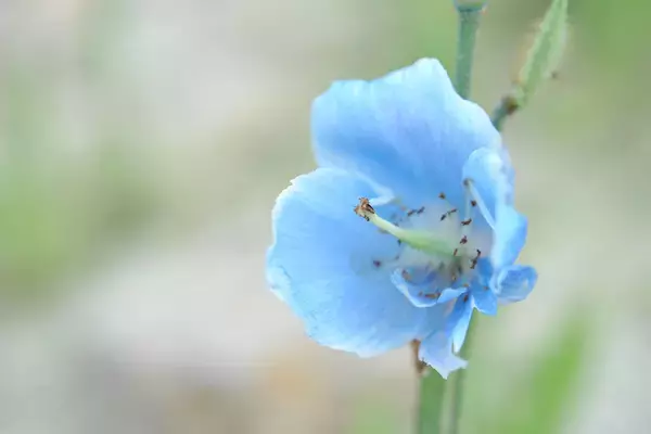 「白馬・小谷の魅力を詰め込んだ“ご褒美旅”。特典充実の春夏秋オールインクルーシブ」の画像