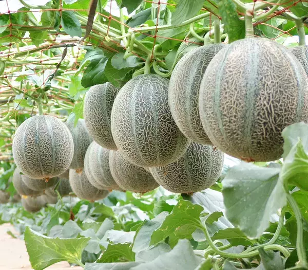 「“幻のメロン”銚子メロン、6月1日今季出荷開始　銚子の初夏の風物詩」の画像