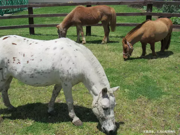 「2026年1月1日～4日、全国的にも希少な“神馬の息づく神社”五方山熊野神社(葛飾区立石)で 絶品グルメ屋台の会が協働し、12年に一度の午年の特別初詣企画を実施」の画像