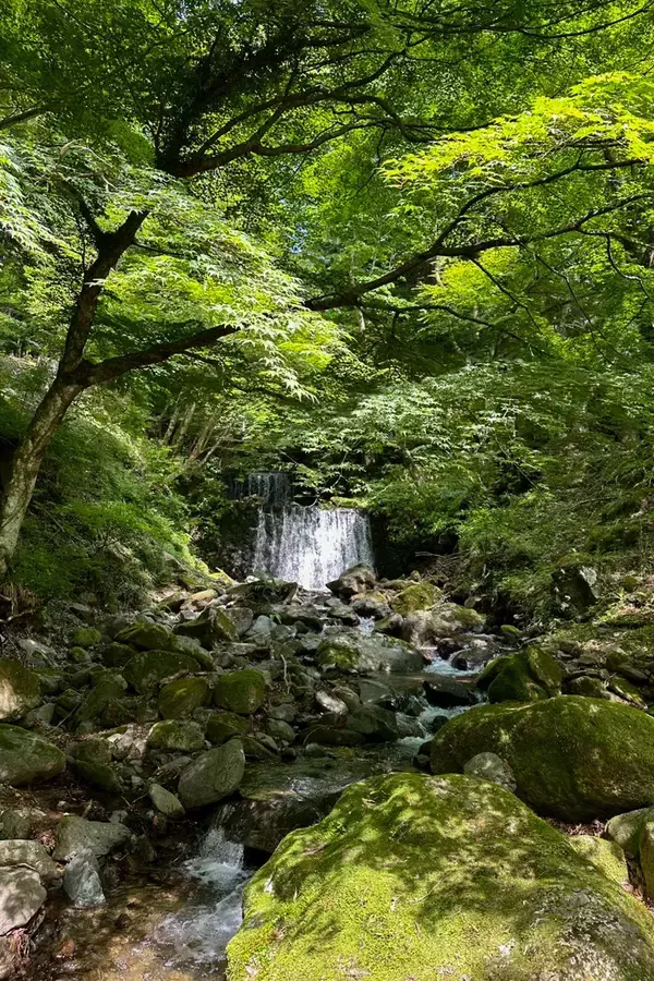 「神奈川県丹沢のボスコ・オートキャンプ場が、森を持ち帰れる「苔リウム・アート」作り、「天然の清流で整うプライベートサウナ」の新サービスを提供開始」の画像