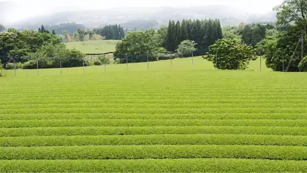 「エスプレッソの流儀を、抹茶へ　イタリアンバールのセガフレードが、新たな抹茶体験を提案」の画像