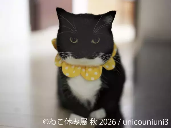 SNSで人気の猫作品が名古屋に集結！「ねこ休み展 秋 2026」を9/19(土)より開催！初参加の注目猫や特別POP UP EVENTも登場