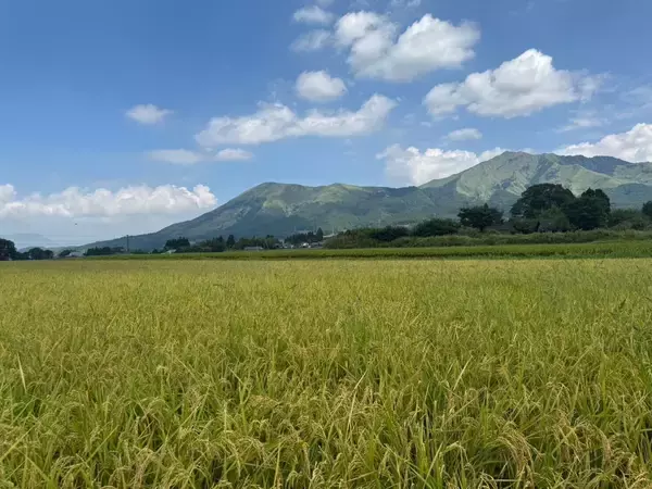 「【新発売】ソーエネ株式会社、食品ブランド「食の正直」でコシヒカリ”あいの米”販売を開始」の画像