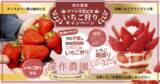 「深作農園が農林水産省「ディスカバー農山漁村(むら)の宝」第12回選定優秀賞　および茨城県「第14回茨城いちごグランプリ」大賞をダブル受賞」の画像4