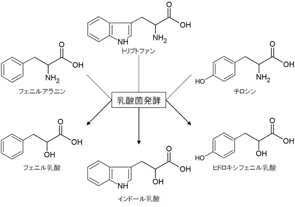 池田糖化工業、芳香族乳酸を高含有した乳酸菌発酵粉末素材の開発に成功