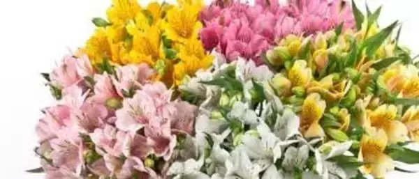 「長野県産アルストロメリア×あずさ珈琲 特別コラボフェア開催」の画像