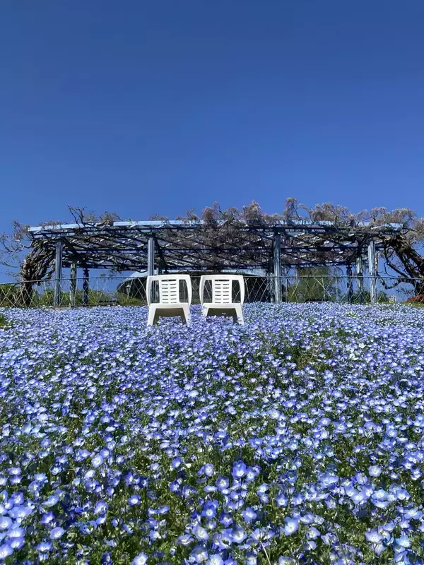 「～京阪グループ共同企画　京都の深層に触れる「プレミアムバスツアー」2種を発売～◆屋根のない特等席で巡る、春の比叡山！◆禅宗二大名刹をめぐる！僧侶が導く至高の特別体験‼」の画像