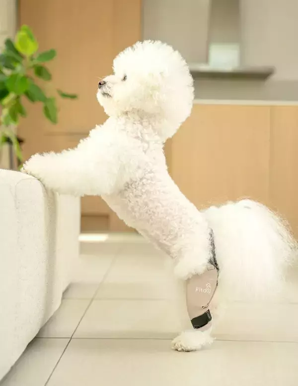 韓国発・犬体工学サポーター『Fitdog』、日本市場での高評価を受け、国内供給体制の「早期構築」を決定　上半期中の拡大を目指す
