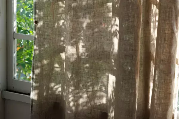 「二度と出会えない最後の3000mを解禁　数千年の黒土が育んだ伝説の黒大麻カーテン「ブラックソイルヘンプ」が12/19～限定公開」の画像