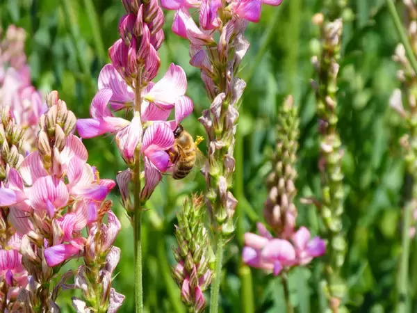 「ジェベックジョルが2/4～10に銀座奥野ビルにて信田 陽吉のキルギス写真展開催」の画像