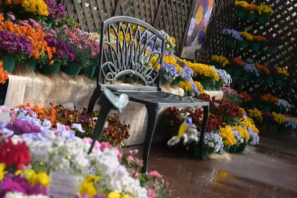 「早春の草花展を中心とした、植物園の一足早い春を楽しむ『The First Bloom ―春を先どる1万の花―』を開催　2月6日(金)～3月8日(日)」の画像