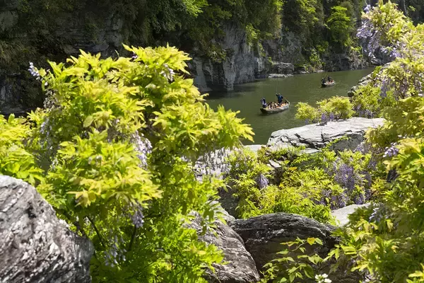 「都心から90分！和船で清流を下る、長瀞の名物体験　3/10(火)「長瀞ラインくだり」2026年シーズン運航開始！」の画像