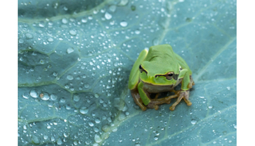 Z世代に広がる恋愛心理「蛙化現象」とは？王子さまが一瞬でカエルに!?