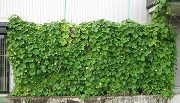 夏の日差しをヘチマの葉でカット！　壁面緑化参加者を募集