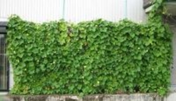 夏の日差しをヘチマの葉でカット！　壁面緑化参加者を募集