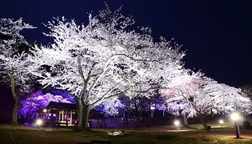 伊東市で3月23日から「さくらの里夜桜観賞会」開催！