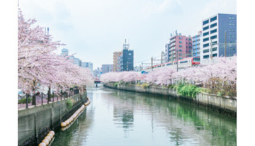 京急線に乗って大岡川の桜を見に行こう！ キャンペーン開催