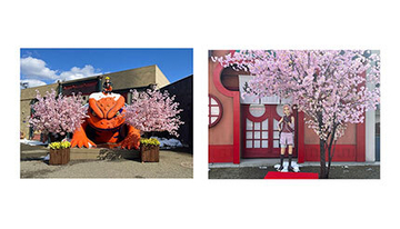 富士急ハイランド「NARUTO×BORUTO 富士 木ノ葉隠れの里」で特別イベント、「サクラ祭り」開催