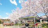 「「桜の木一本貸し切りプラン」で、安心・安全なお花見を楽しむ」の画像1