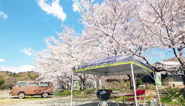 「「桜の木一本貸し切りプラン」で、安心・安全なお花見を楽しむ」の画像