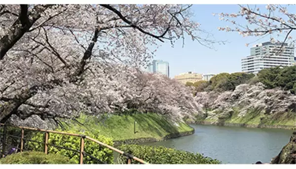 千鳥ヶ淵の「千代田のさくらまつり」、新型コロナで3年連続の中止