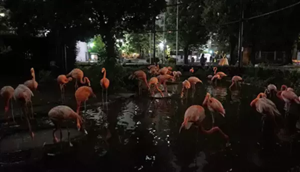 上野動物園、「夜間開園」を実施　8月11日から6日間