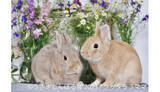 「ほっこり癒される「うさぎ」の写真＆グッズ展 東京で開催」の画像1