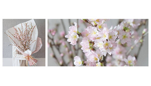 コロナを気にせずおうち花見 桜 の枝10本セットを販売 22年2月15日 エキサイトニュース