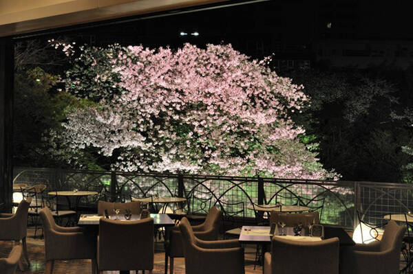 室内でお花見 優雅に桜が楽しめる都内のレストラン カフェ 15年3月6日 エキサイトニュース