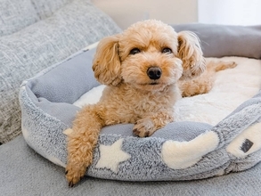 愛犬の思わぬ熱中症リスク、「短時間だから」との油断に注意を