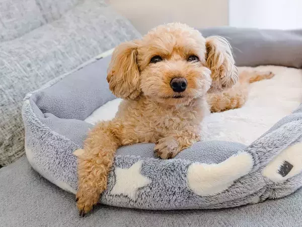愛犬の思わぬ熱中症リスク、「短時間だから」との油断に注意を