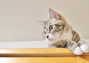 生まれつき28本の指を持つ猫がギネス世界記録に認定。爪は30本も