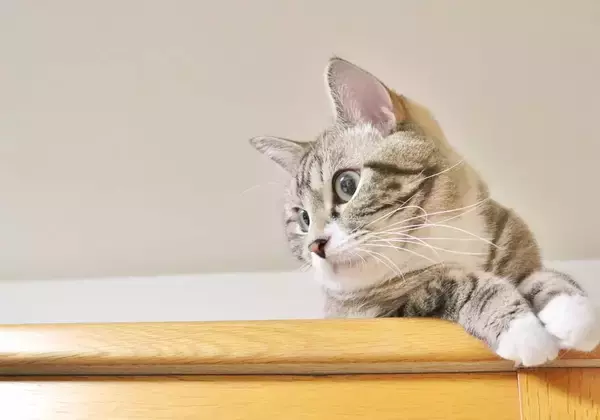 生まれつき28本の指を持つ猫がギネス世界記録に認定。爪は30本も