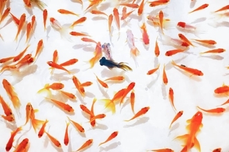 金魚が車を「運転」。オランダのエンジニア、ギネス世界記録に認定