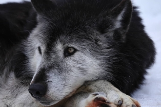 ドイツの繁華街で女性がオオカミに襲われる…“約150年越し”の帰還
